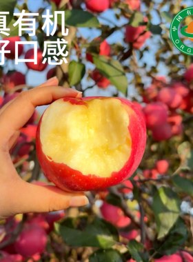 【有机认证溯源】雪果富士苹果 烟台果园直发 雪后采摘 脆嫩多汁