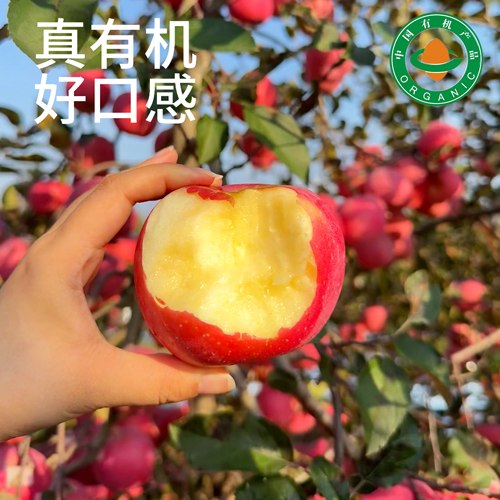 【有机认证溯源】雪果富士苹果 烟台果园直发 雪后采摘 脆嫩多汁