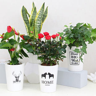 懒人自动吸水花盆绿萝水培多肉室内加厚塑料简约仿陶瓷高筒花盆