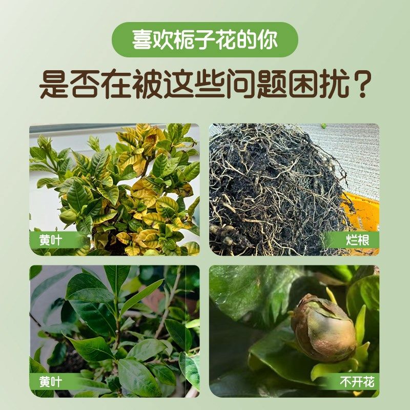 免稀释栀子花专用营养液肥料家用养花通用形开花植物盆栽绿植花肥,鲜花速递/花卉仿真/绿植园艺,家庭园艺肥料,淘宝优惠券,粉丝福利购,淘宝优惠卷