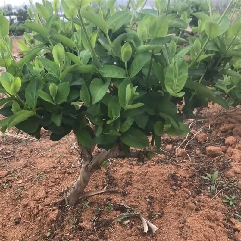 金银花苗苗木红色盆栽盆景树桩老桩花卉四季种植树苗忍冬爬藤药用