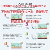 花草金鱼活冷水观赏鱼苗小锦鲤鱼淡水小红鱼活食龙鱼饲料鱼热带鱼