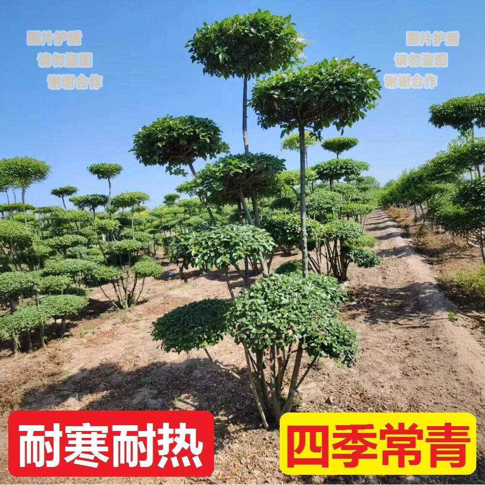 小叶女贞造型树景观苗木盆景树别墅绿化植物耐寒耐热四季常青树木