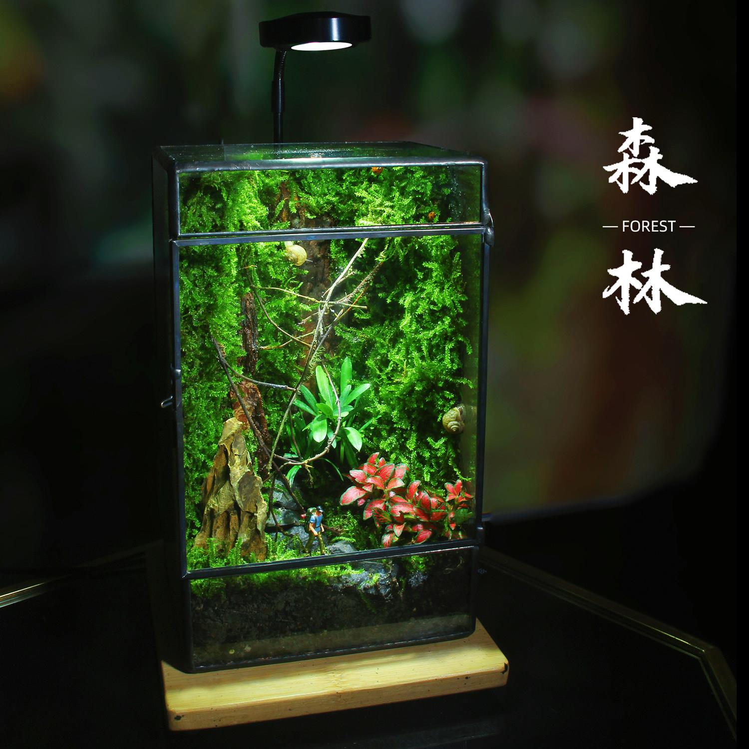创意室内盆栽植物苔藓微景观生态瓶造景迷你雨林缸爬宠缸流水养鱼