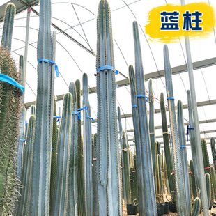 蓝人蓝色 衣室内柱柱仙棱柱柱人柱仙人掌类植物仙蓝 超大柱蓝蓝