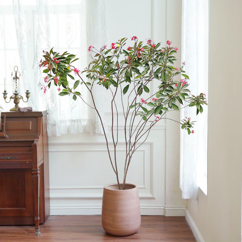 琴叶珊瑚花卉大型绿植室内盆栽四季好养活阳台庭院耐晒造景高级感