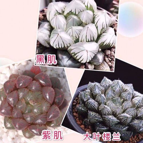 玉露多肉大颗稀有品种精品多肉卉绿植餐小