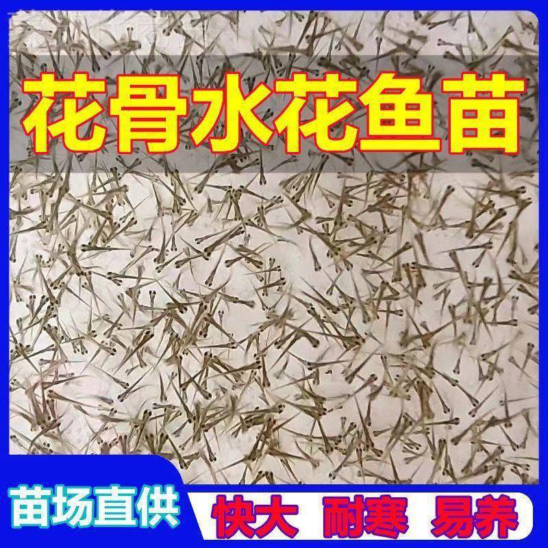 鳝苗龙鱼野生鱼水寒花黄鳝47470鱼大耐鳝黄鳝稻田易活长尾垒德苗