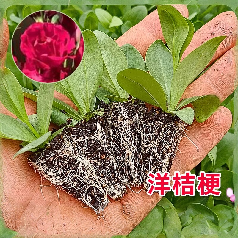 昆明直发重瓣洋桔梗花苗5棵夏季易活室内阳台盆栽室外易活花卉