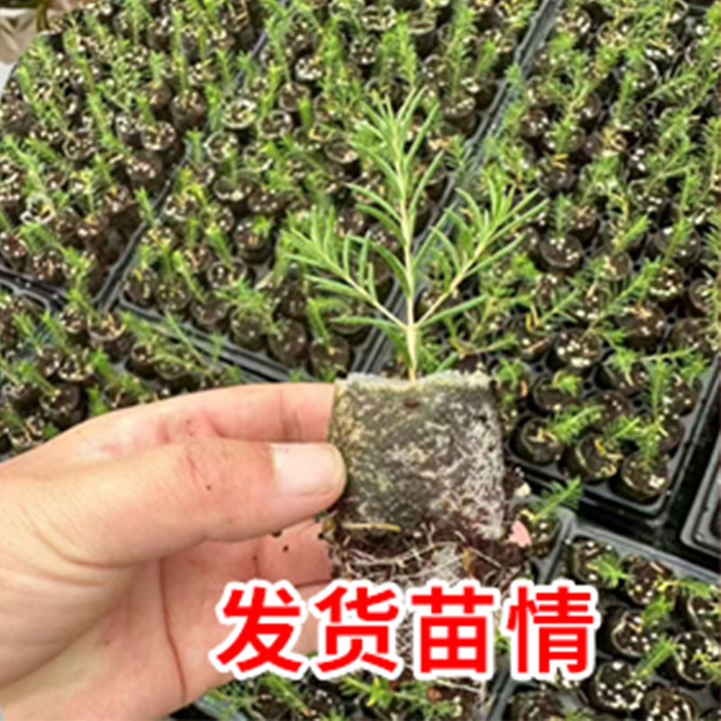云南直发腊梅花小苗澳洲腊梅室内外庭院冬季耐寒花卉植物浓香