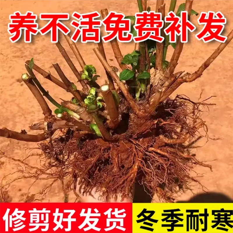 云南绣球花苗老桩大苗