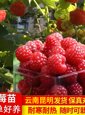 云南食用无刺黄泡黑泡红树莓黑树莓易养活庭院植物当年结果树莓