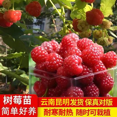 云南食用无刺黄泡黑泡红树莓黑树莓易养活庭院植物当年结果树莓