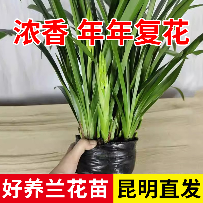 云南直发兰花建兰黄金小神童墨兰企黑浓香型花苗室内盆栽四季栽