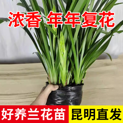 云南直发兰花建兰黄金小神童墨兰企黑浓香型花苗室内盆栽四季栽