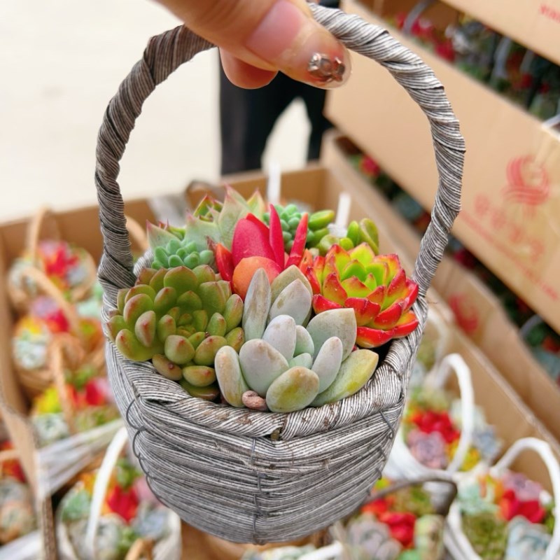 手提篮多肉植物组合盆栽办公室内桌面花卉礼品好看好养栽种好发货