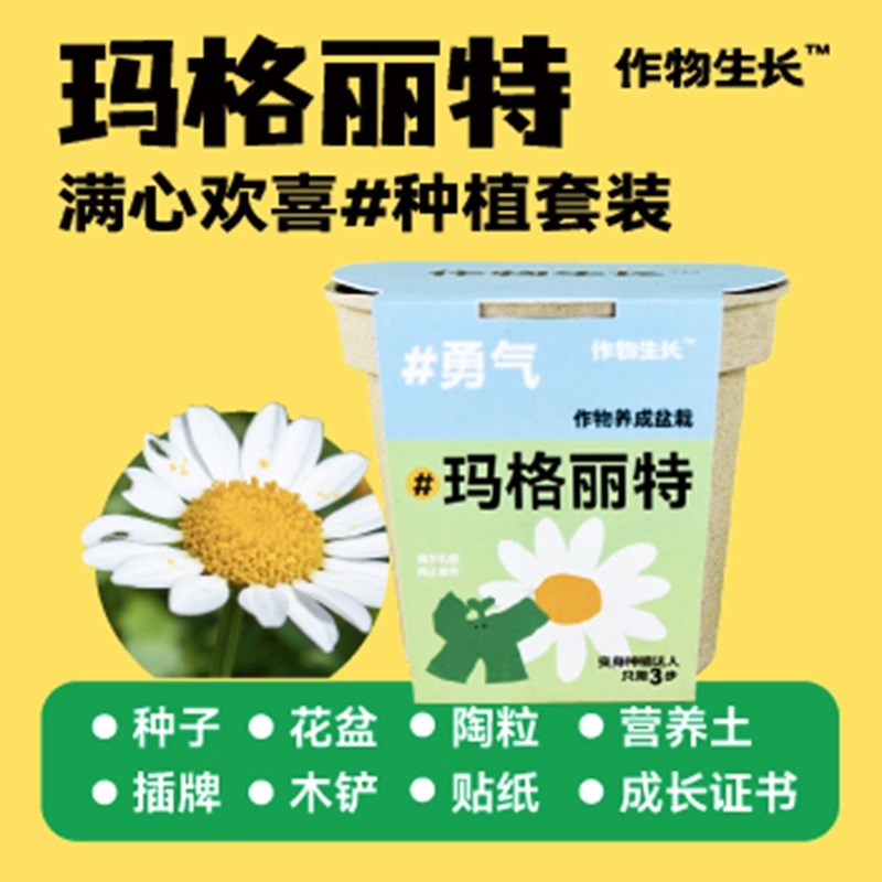 作物生长阳台室内盆栽玛格丽特趣味种植小盆栽diy材料儿童种植