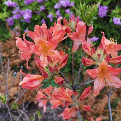 东北耐寒耐热落叶杜鹃,大花型 春观花秋观叶,皮实好养 成活率高