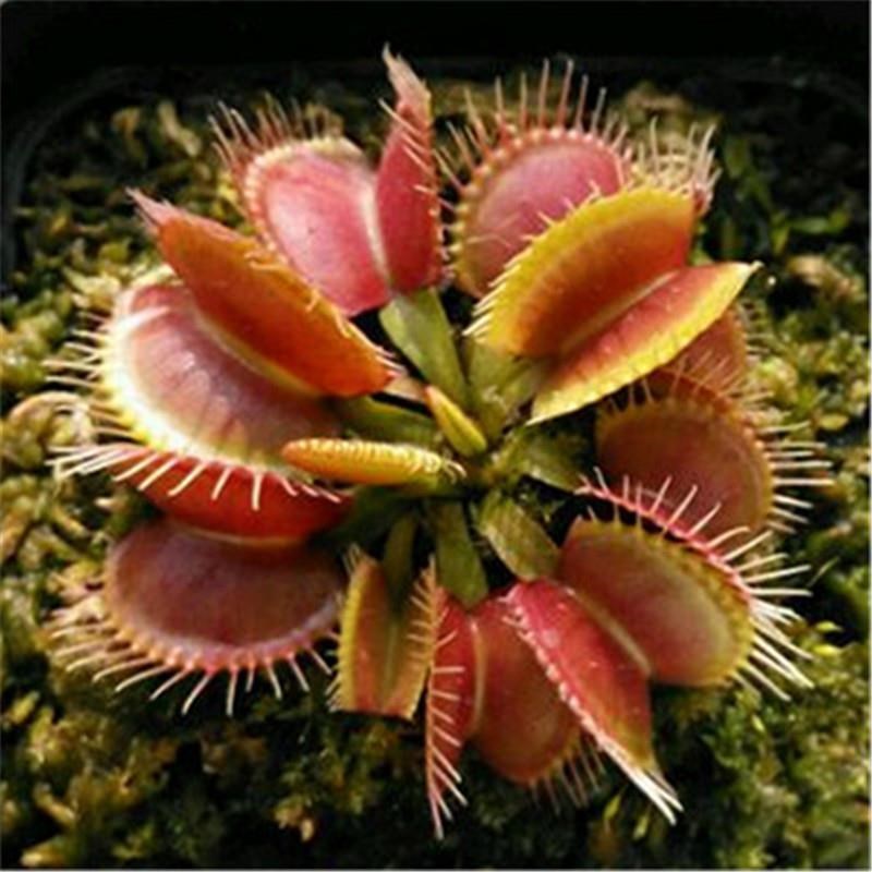 捕蝇草栽好发货盆栽食虫植物驱蚊草苗多肉植物猪笼草食人花绿植花
