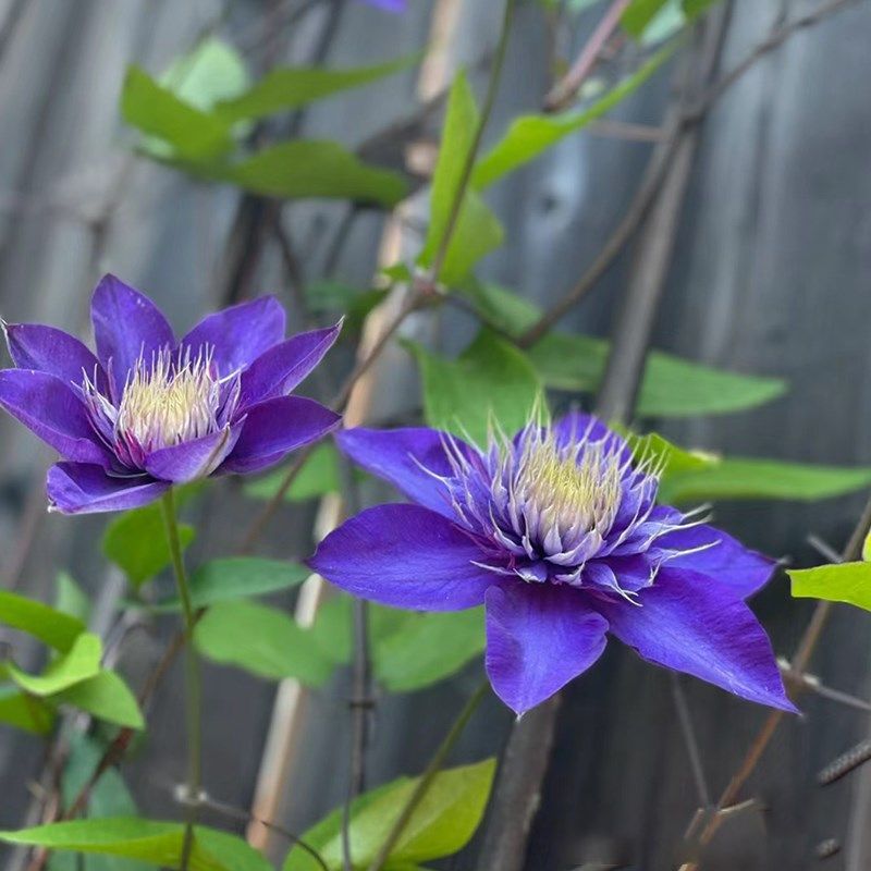 多蓝铁线莲花苗盆栽爬藤本皇后大花重瓣丰花多季开攀援花卉绿植物,鲜花速递/花卉仿真/绿植园艺,绣球/木绣球/木本植物,淘宝优惠券,粉丝福利购,淘宝优惠卷