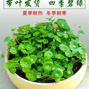泡在水里养的花 绿植 室内 时尚铜钱草盆栽花卉盆景水培