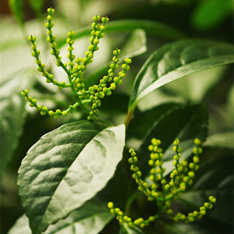 阳台室内盆栽珠兰花苗 金粟兰 鸡爪兰 四季常绿 清香珠兰绿植