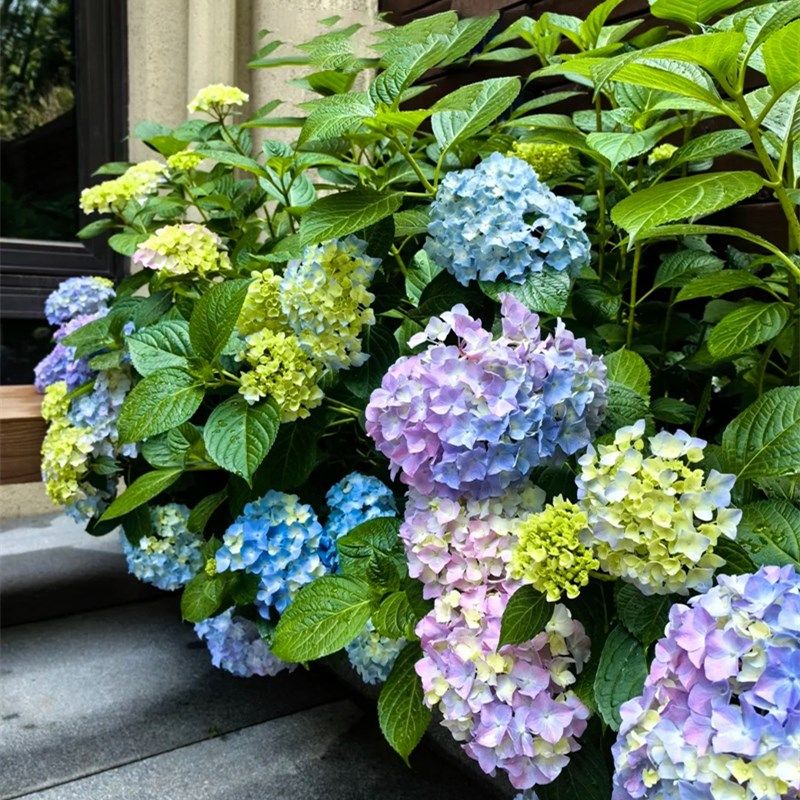 花手鞠绣球花苗无尽夏盆栽大苗多年生花卉盆栽庭院阳台红花好养活,鲜花速递/花卉仿真/绿植园艺,绣球/木绣球/木本植物,淘宝优惠券,粉丝福利购,淘宝优惠卷