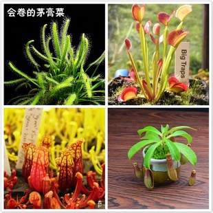 食虫植物捕蝇草套餐茅膏菜扑蝇草猪笼草瓶子草多种组合拼盘食人花