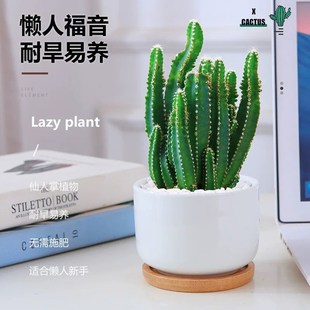 万重山仙人掌仙人球室内盆栽办公室桌面绿植懒人好养花卉多肉植物