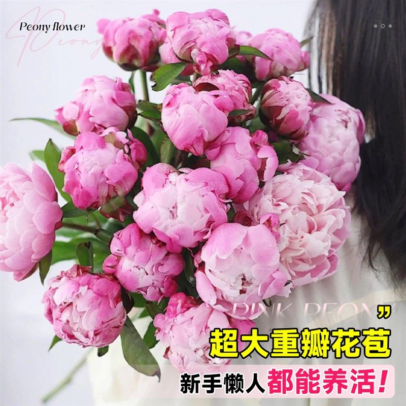 芍药花苗粉凌红珠玫瑰鲜花盆栽重瓣带芽根块四季花卉阳台庭院植物