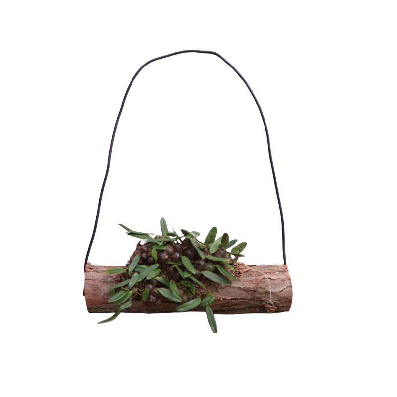 景东卷瓣兰小型石豆兰小型兰花迷你雨林缸造景小型附生石豆兰开花,鲜花速递/花卉仿真/绿植园艺,国兰/杂交兰/洋兰类,淘宝优惠券,粉丝福利购,淘宝优惠卷