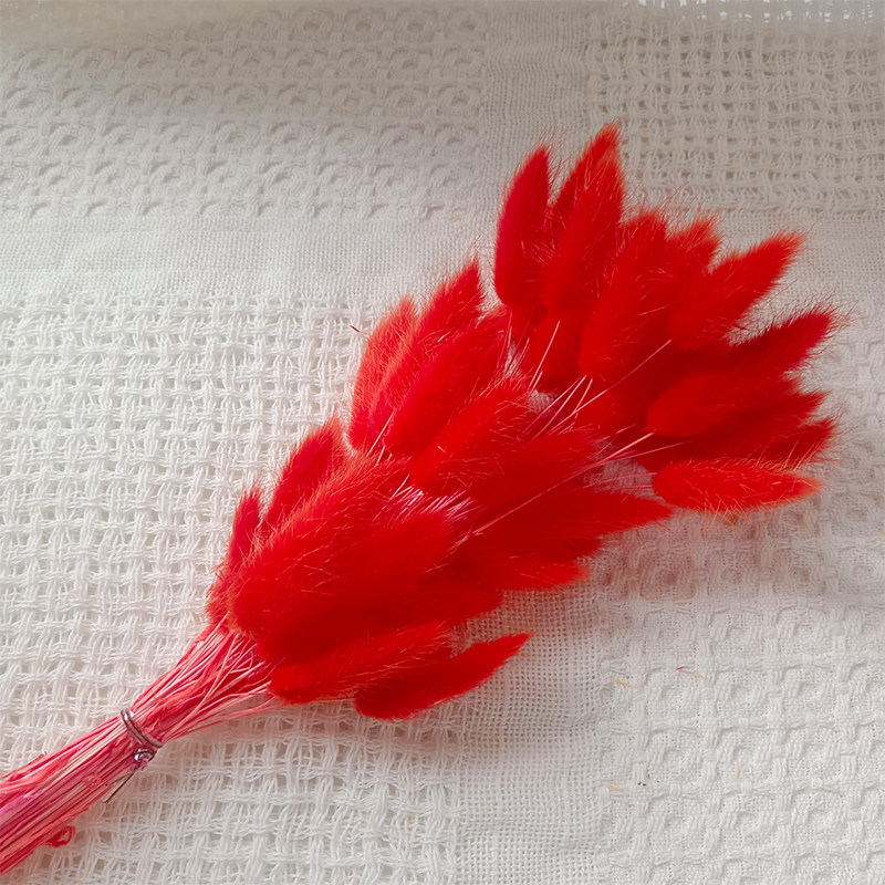 彩色兔尾草干花  天然干花 干草 兔尾巴 居家插花商务插花摆件,鲜花速递/花卉仿真/绿植园艺,干花,淘宝优惠券,粉丝福利购,淘宝优惠卷