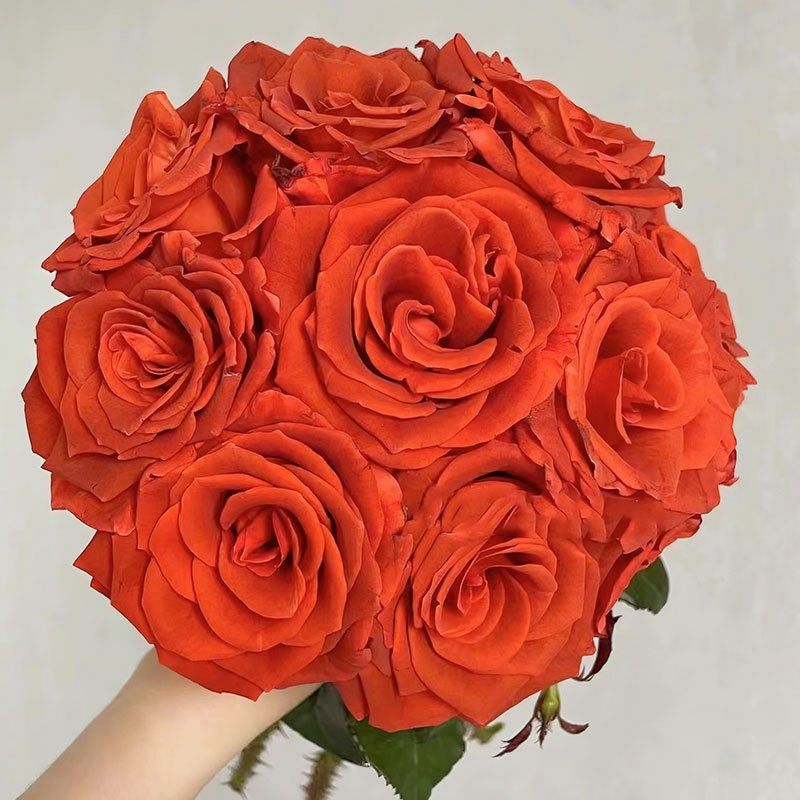 杏仁酒阿玛雷托月季花苗开花特大花玫瑰四季盆栽花卉植物树苗绿植,鲜花速递/花卉仿真/绿植园艺,月季/蔷薇/玫瑰,淘宝优惠券,粉丝福利购,淘宝优惠卷