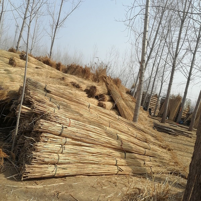 DIY芦苇杆酒店篱笆墙面悬吊式天花板装饰材料干芦苇杆鲜芦苇花帘
