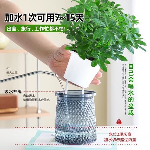 不需要阳光的盆栽植物室内桌面花卉水培绿萝吊兰发财树懒人绿植物