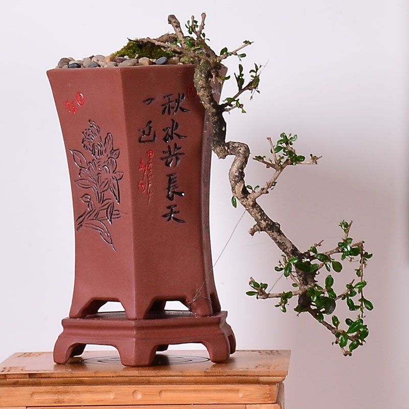 紫砂大花盆兰花君子兰专用盆栽六方形陶瓷花盆带托盘家用室内复古,鲜花速递/花卉仿真/绿植园艺,花盆,淘宝优惠券,粉丝福利购,淘宝优惠卷