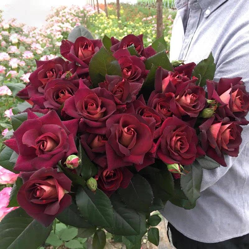 骇客月季花苗开花玫瑰小苗四季盆栽花卉爬藤植物藤本蔷薇树苗绿植,鲜花速递/花卉仿真/绿植园艺,月季/蔷薇/玫瑰,淘宝优惠券,粉丝福利购,淘宝优惠卷