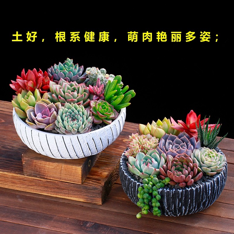 多肉专用土通用型家庭种植营养土天然腐殖质土壤弱酸性花卉盆栽土,鲜花速递/花卉仿真/绿植园艺,介质/营养土,淘宝优惠券,粉丝福利购,淘宝优惠卷