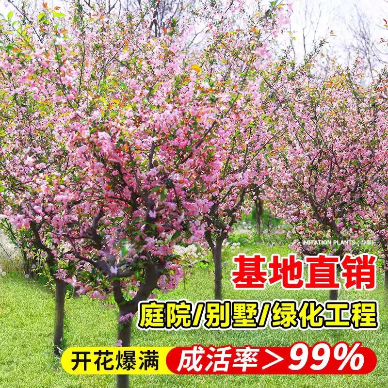 北美海棠庭院地栽高杆海棠花树苗西府垂丝果树苗耐寒植物四季开花