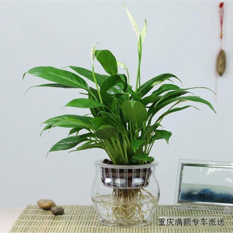 重庆花卉一帆风顺白掌水培小植物办公室桌面水生盆栽净化空气绿植