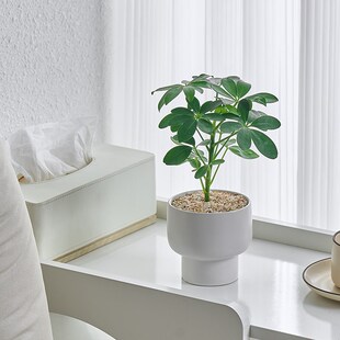 鸭脚木盆栽北欧风花卉时尚简约室内办公桌面绿植创意迷你小植物