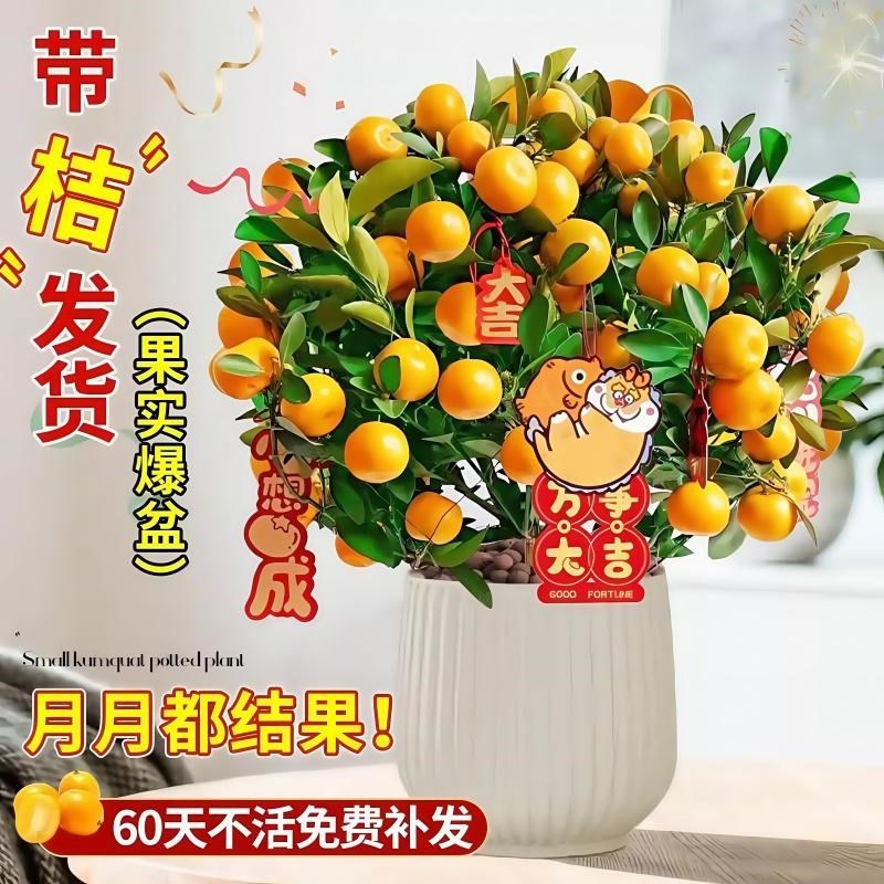 金桔树盆栽带果可食用四季脆皮小橘子树苗客厅室内好养花卉绿植物
