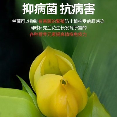 兰灵王兰花专用营养液八个老头肥料君子兰蝴蝶兰墨兰液体肥花肥料