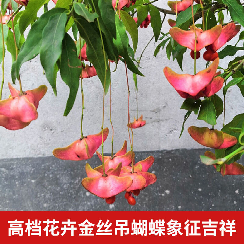 金丝吊蝴蝶树苗花卉盆栽金钱吊蝴蝶兰树桩带花大花带盆景庭院绿植