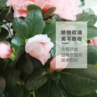 杜鹃花盆栽小桃红玉麒麟植物室内带花四季好养常年开花的盆栽花