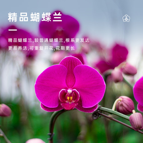 【超大花大辣椒】金色池塘蝴蝶兰盆栽带花大红花卉乔迁节日礼物
