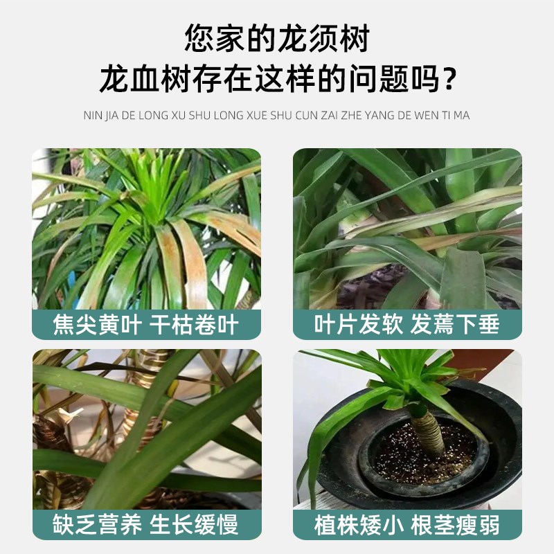 龙须树叶子发黄干枯专用营养液龙血树肥料专用肥黄叶干尖发黑枯萎