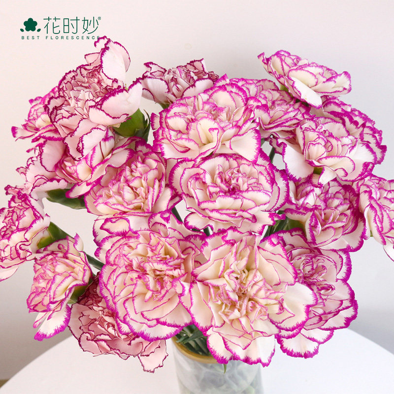 花时妙康乃馨紫精灵鲜花花束云南昆明鲜花基地直发鲜切花水养花材