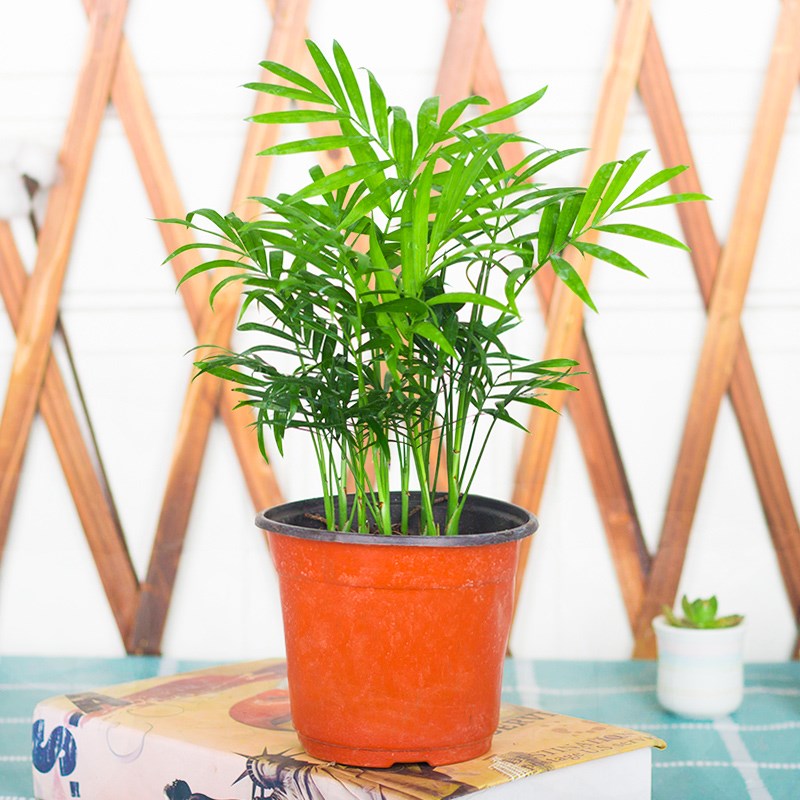 袖珍新款椰子微景观植物创意办公室净化空气趣味盆景绿植水培盆栽