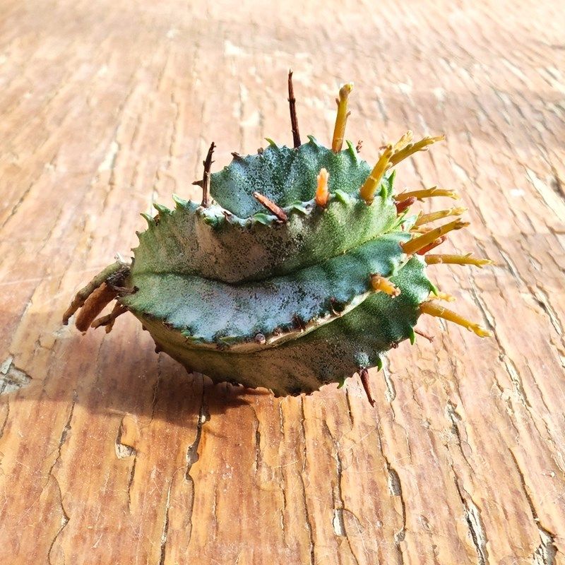 白衣魁伟玉大戟科多肉植物花卉绿植室内盆栽阳台四季好养,鲜花速递/花卉仿真/绿植园艺,多肉植物,淘宝优惠券,粉丝福利购,淘宝优惠卷